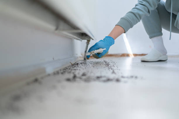 Insect Control in New Middletown, OH